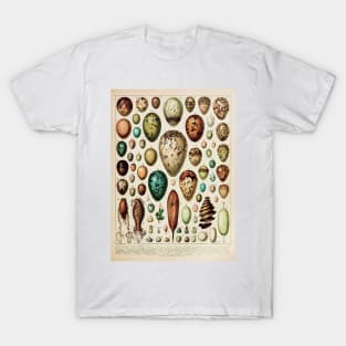 Eggs | Vintage French Biology Chart by Adolphe Millot T-Shirt